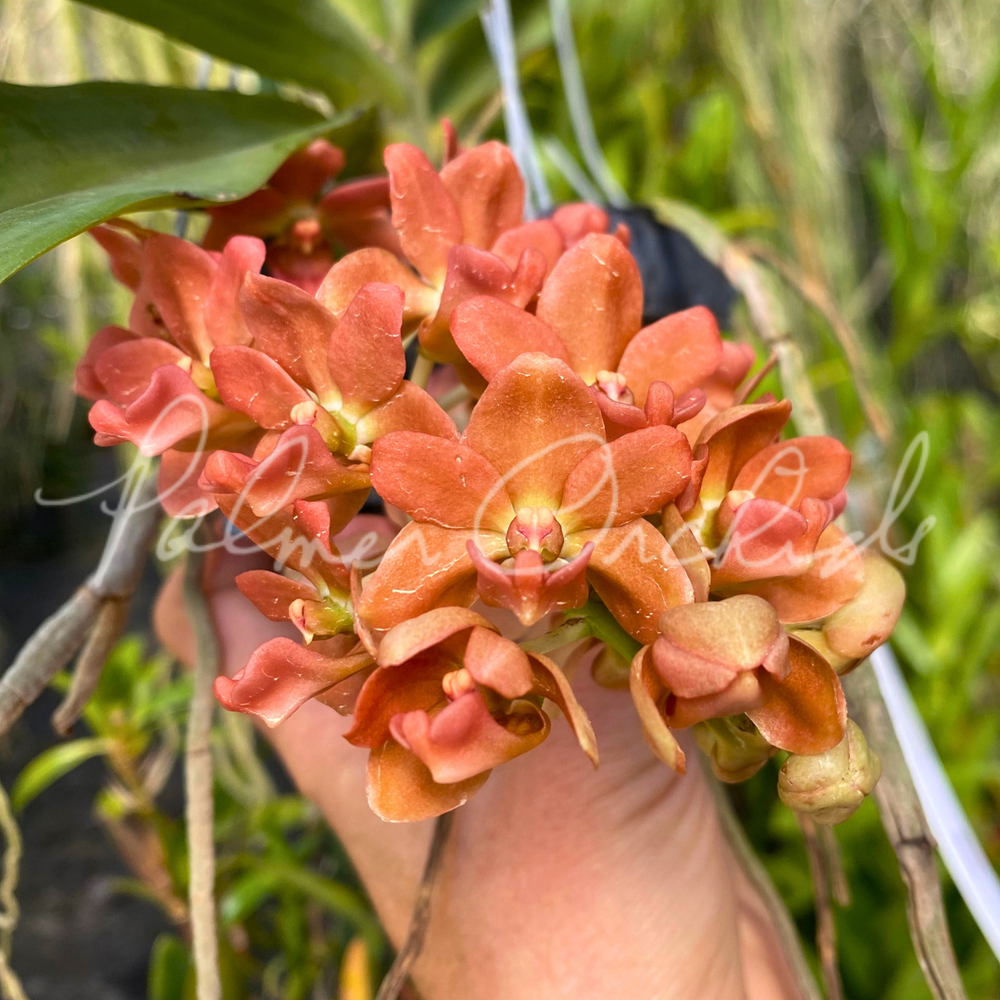 Rhynchostylis gigantea 'Super Tangerine' — Palmer Orchids